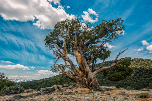 Josh Patterson The Bristlecone Color