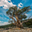 Josh Patterson The Bristlecone Color