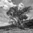 Josh Patterson The Bristlecone Monochrome