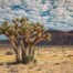 Josh Patterson_Mojave Morning