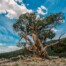 Josh Patterson_The Bristlecone