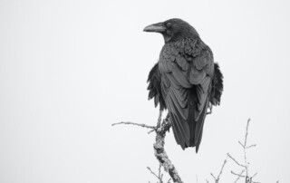 HARBINGERS OF PROPHECY’S TOMORROW