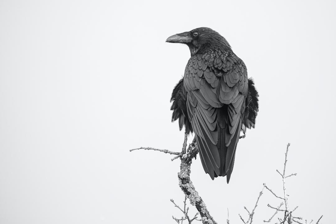 HARBINGERS OF PROPHECY’S TOMORROW